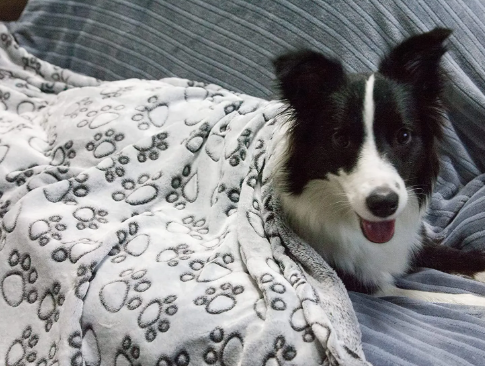 Flannel Pet Blanket with Paw Prints